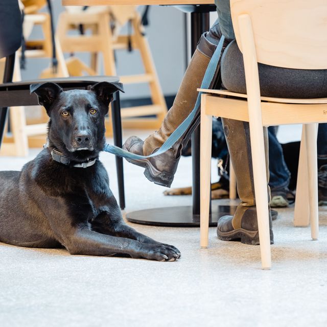 Dog